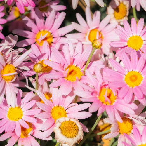 Flowerbeds