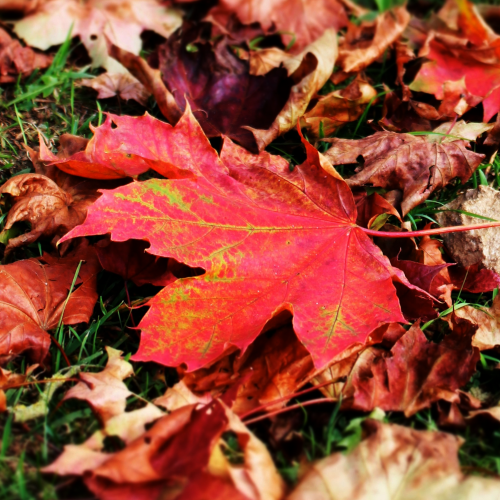 Spring & Fall Cleanup