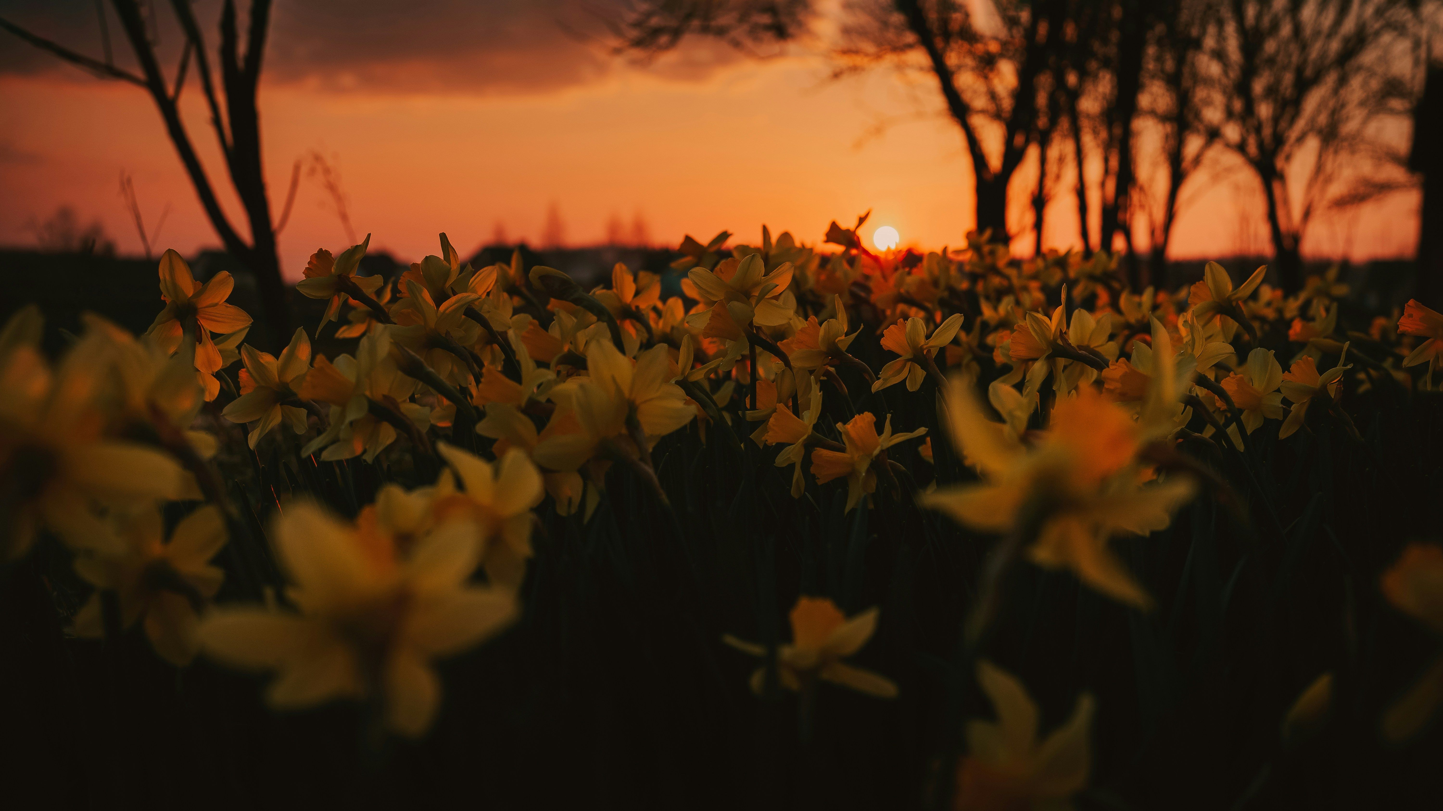 Spring background